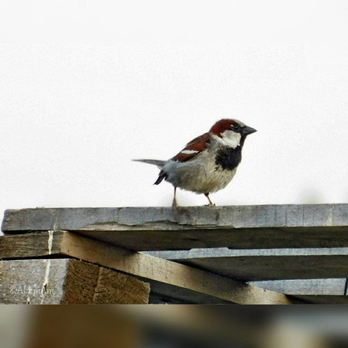 Sparrows crew. Воробей фото. Грустный Воробей.