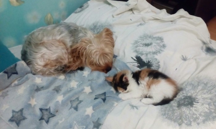 dog and kitten - My, Cats and dogs together, cat house, Longpost, cat, Dog