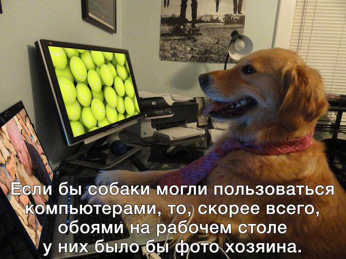 I don't doubt it at all - Dog, Computer, Wallpaper, Golden retriever, Milota, Picture with text