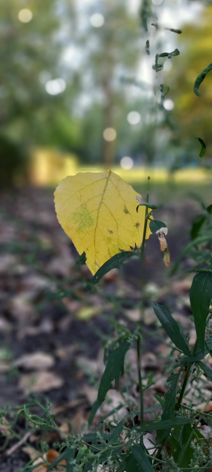 If the leaves could know... - My, Autumn, Yellow leaves, Photo on sneaker, Longpost, Autumn leaves