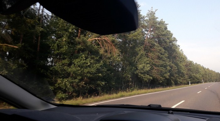 After a hurricane... - Forest, Tree, Hurricane, Germany