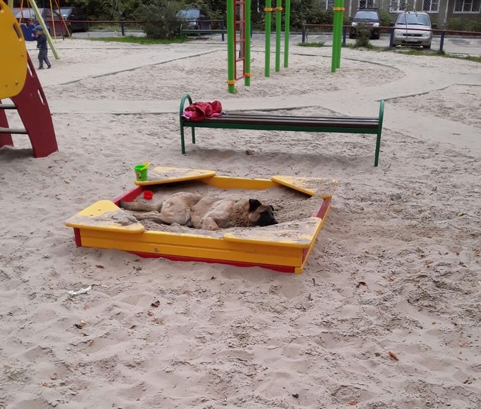 Dog - My, Dog, Disguise, Sandbox, Relaxation