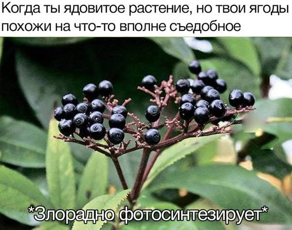 insidious plants - , Photosynthesis, Plants, Poisonous plants, Berries