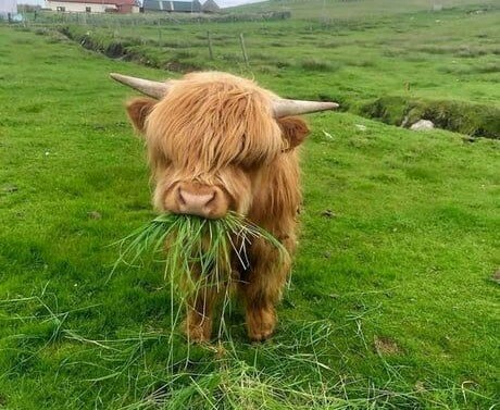 Yum-Yum - Young, Grass, Calf, Highland