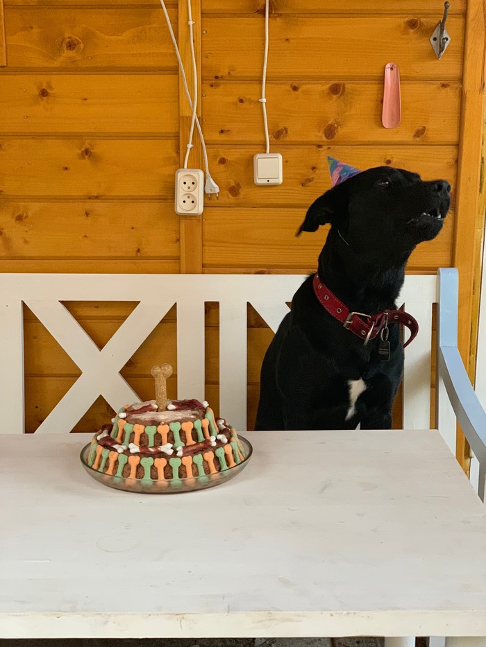 Birthday cake for a dog - My, Mestizo, Birthday, Dog, Longpost