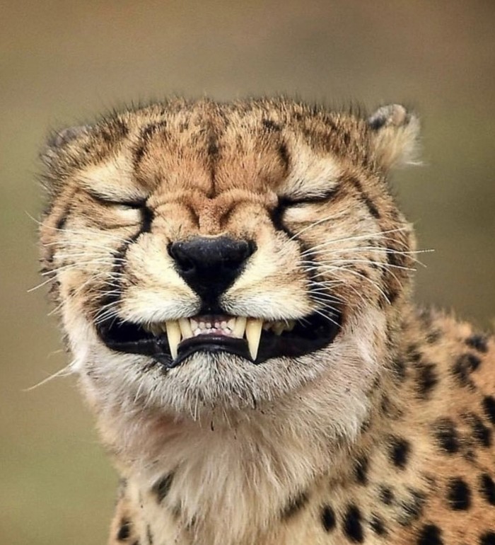 Yyy - Cheetah, Smile, The photo, Wild animals, Milota, Animals, Cat family, Small cats