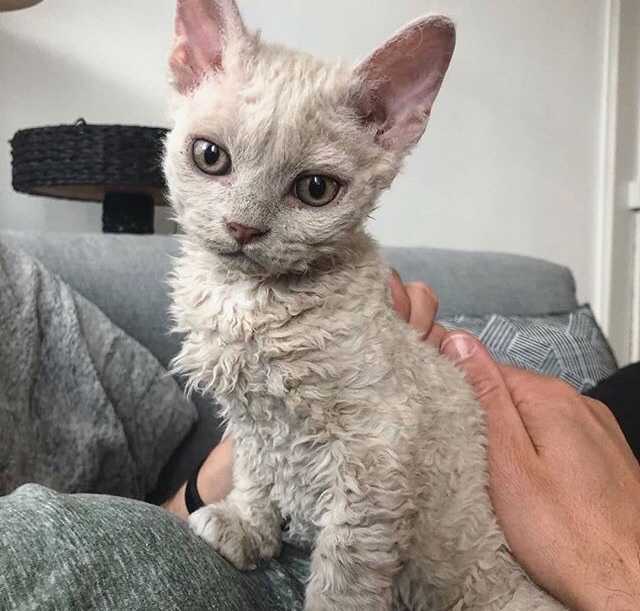 Curly cuties - Selkirk rex, cat, Kittens, Milota, Longpost