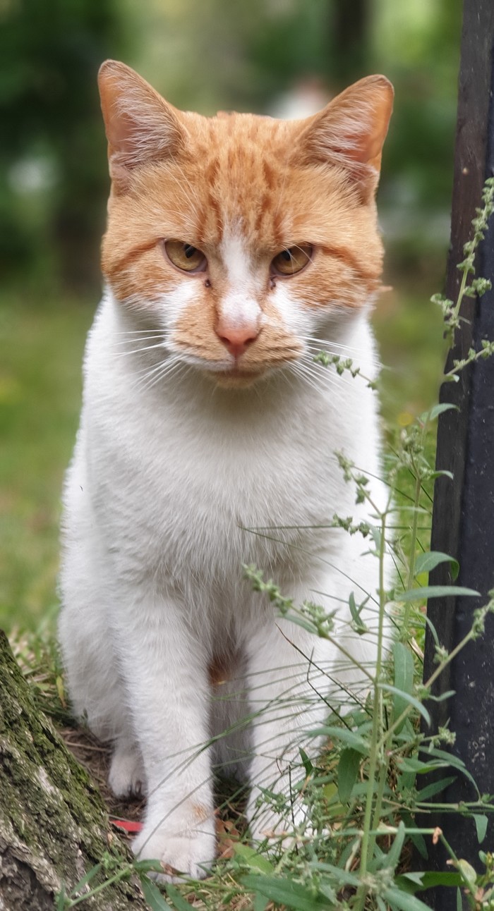 Yard cat. - cat, The photo, Longpost