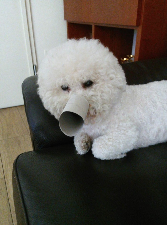 Have a good day and good mood everyone! - My, Bichon Frise, All good, Longpost