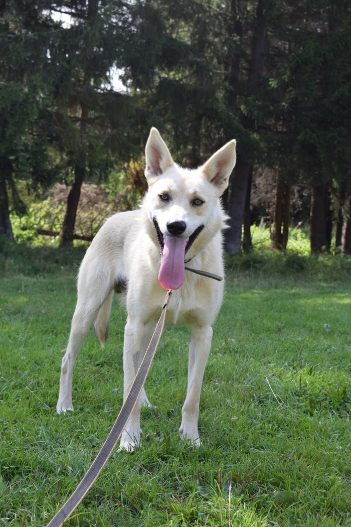 The soul of a husky in the body of a mongrel - My, Yekaterinburg, Dog, In good hands, Husky, Animal shelter, Longpost, No rating