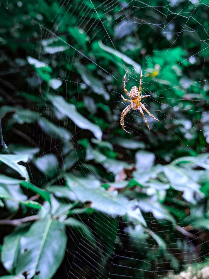 Spider - My, Beginning photographer, Spider, Web, Greenery