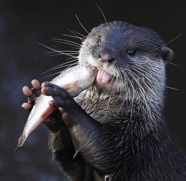 Dinner time. - Otter, Dinner, A fish, Food, Animals, Milota