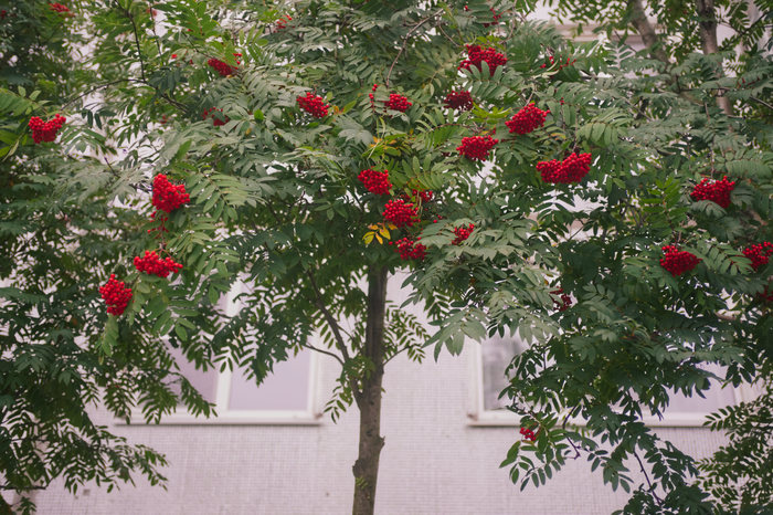 День знания... Архангельск, Туман, Фотография, Девятиэтажка, Длиннопост
