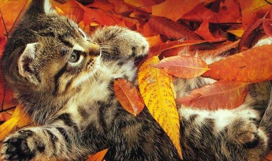 October in full bloom - Catomafia, cat, Autumn, , Leaves