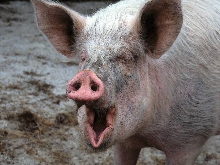 A pig named Mike stole a police car and tried to cross the border in it at night - Pig, My, news, Car theft