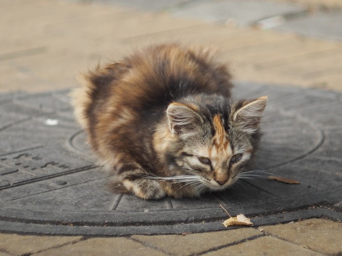 Street cats - My, The photo, cat, Zelenogradsk, Kittens, Beginning photographer, Olympus, Longpost
