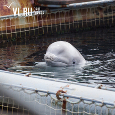 Some belugas from the whale prison in Primorye can be sent to dolphinariums - VNIRO #evil #ZooNews #Russia - Russia, Primorsky Krai, Vladivostok, Animals, Belukha, Dolphinarium, Animal protection, Beluga whales