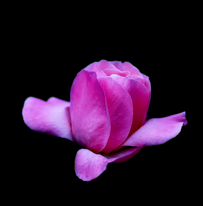 rose of the night - My, Macro, Flowers, the Rose, Macro photography