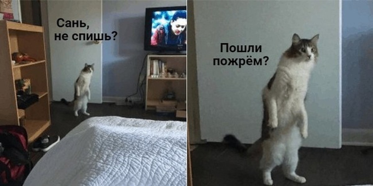 Кот не наступает на заднюю. Пошли пожрем. Пошли пожрём кот. Котик пойдём пожрём. Коты пошли пожрем.