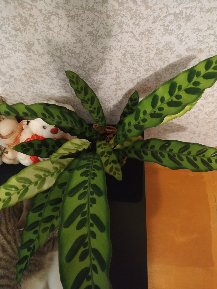 Help me find the name of the plant - My, Houseplants, The photo