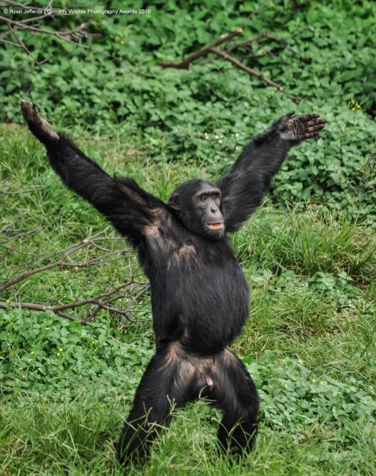 Финалисты конкурса Comedy Wildlife Photography Awards: самые забавные фотки из мира дикой природы за 2019 год - Фотография, Дикая природа, Животные, Птицы, Длиннопост