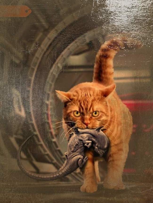 Igor Kondenko. - Funny, cat, Jonesy, Stranger, Xenomorph, Art