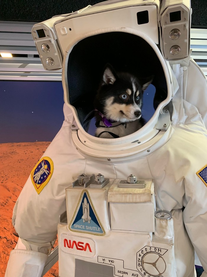 Astronaut - Husky, Космонавты, The photo, Dog, Spacesuit