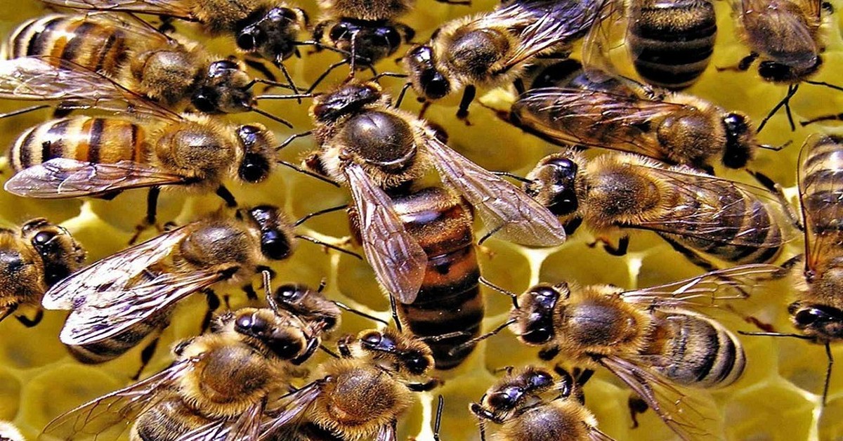 Пчелиная семья. Пчела матка трутень. Пчелиная матка и трутень. Пчелиная семья матка трутень. Трутни в пчелиной семье.