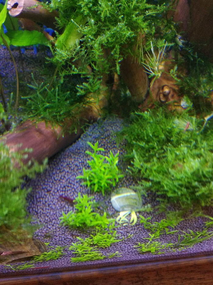 white mold in aquarium - My, Aquarium, Need advice, Longpost