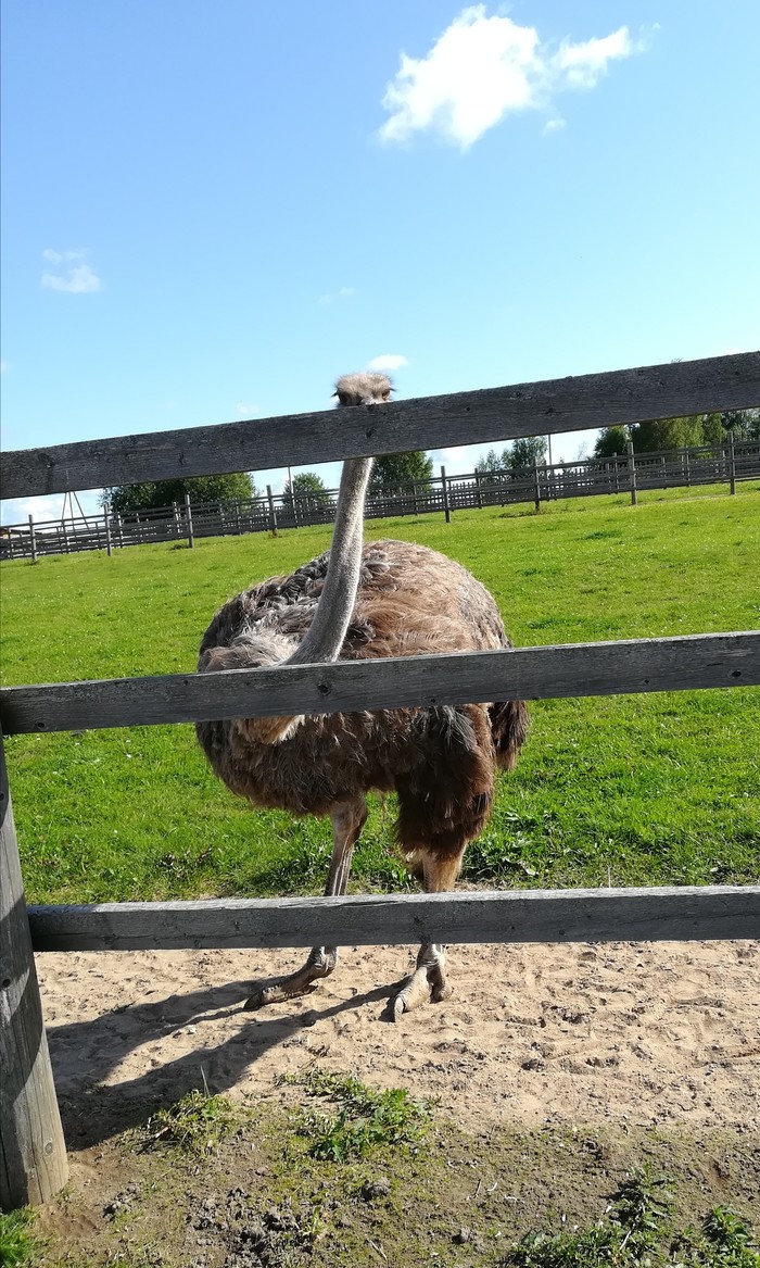 Pss... boy, do you have any cabbage? - My, Ostrich, Humor, Eco-farm