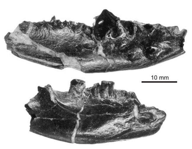 Giants of the Mesozoic: the largest mammals of the time of the dinosaurs. - Paleontology, Mammals, Mesozoic, Fossils, Longpost