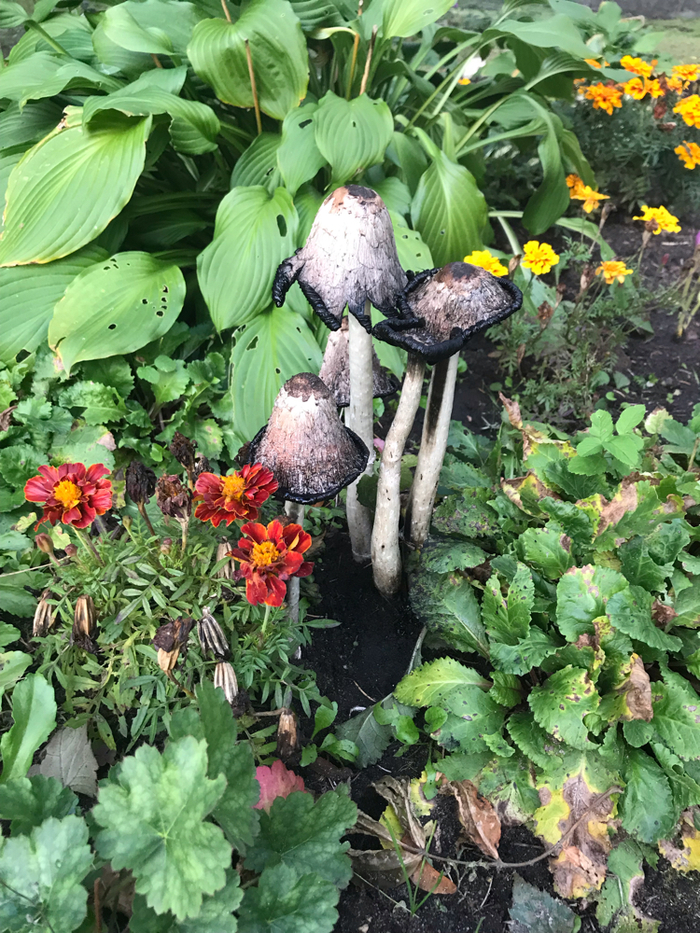 In contrast - My, Contrast, Nature, The photo, Autumn, Toadstool, Flowers