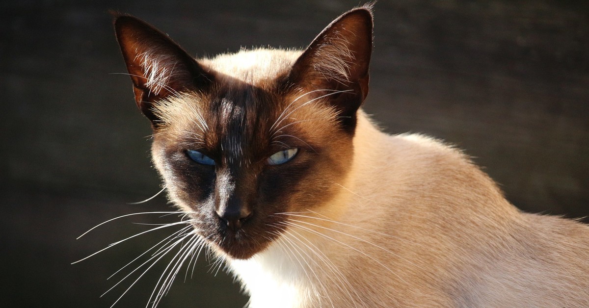 сиамская кошка одна из самых древних огэ