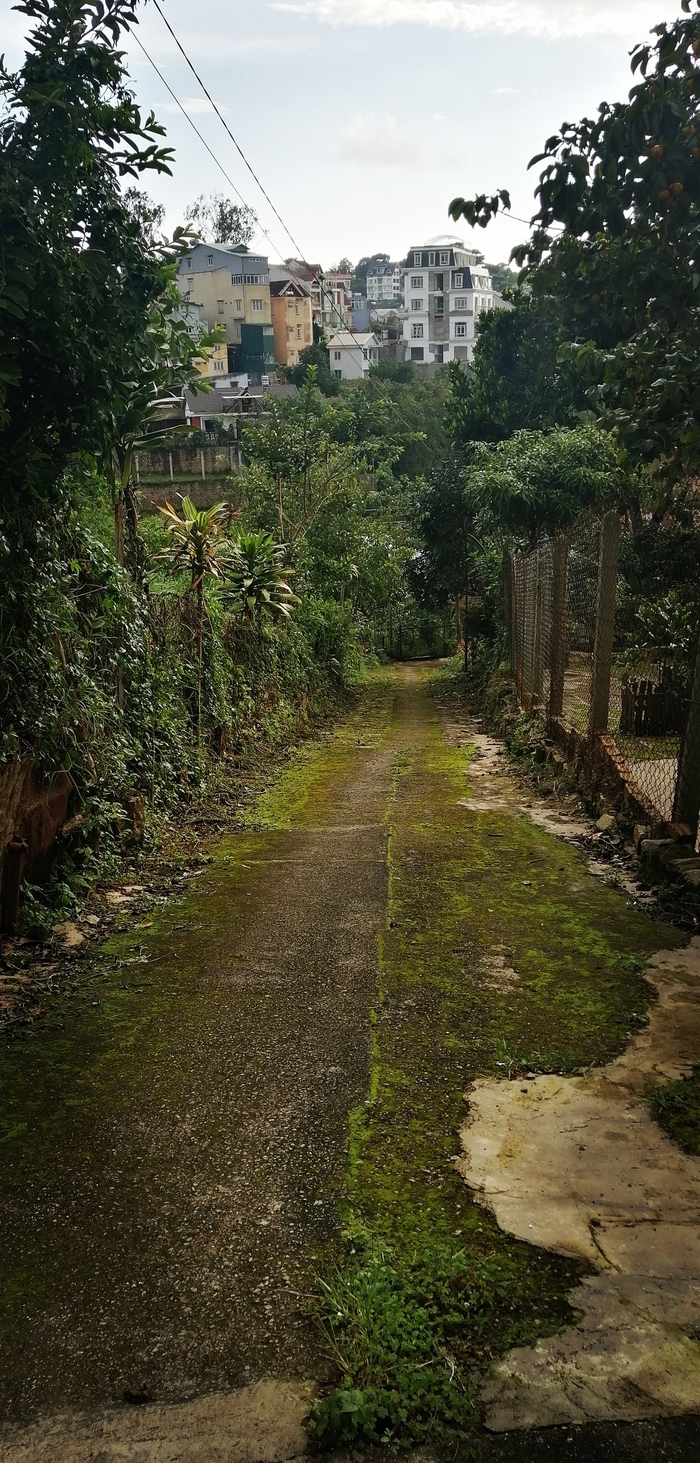 Одна из улиц в Далате, Въетнам Фотография, Улица, Природа