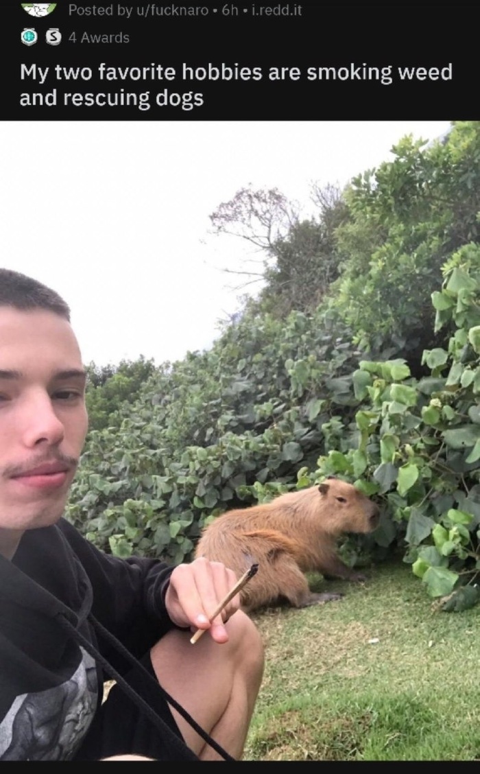 friend of man's friends - Picture with text, Dog, Friend of human, Grass, Capybara, Humor