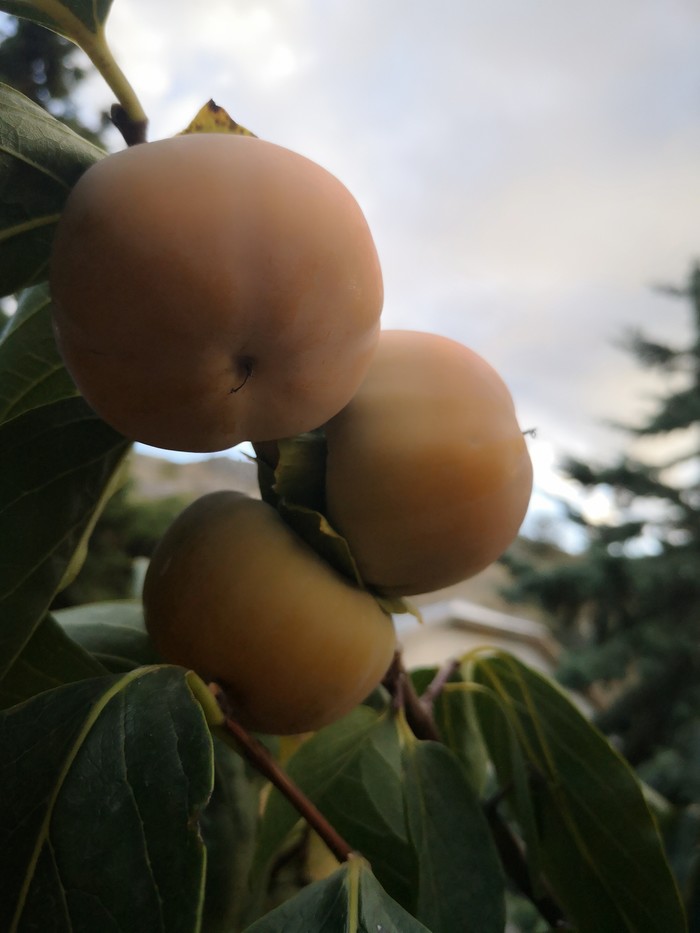 Дары осени в Крыму Осень, Длиннопост, Инжир, Крым, Кот, Фрукты