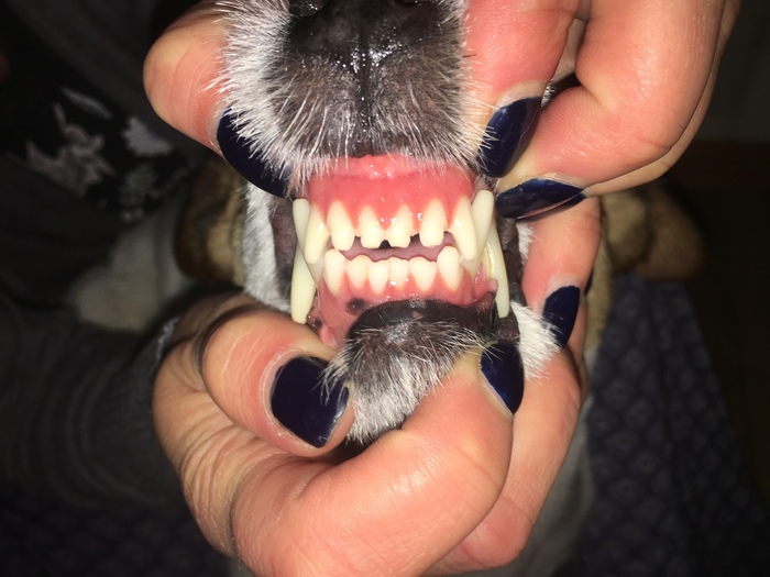 Determine the age of the dog's teeth - My, Dog, Age, Teeth