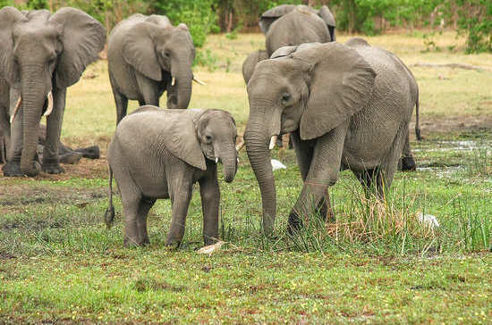 September 22 - World Elephant Day - Good, news, Peace, Elephants, Kindness