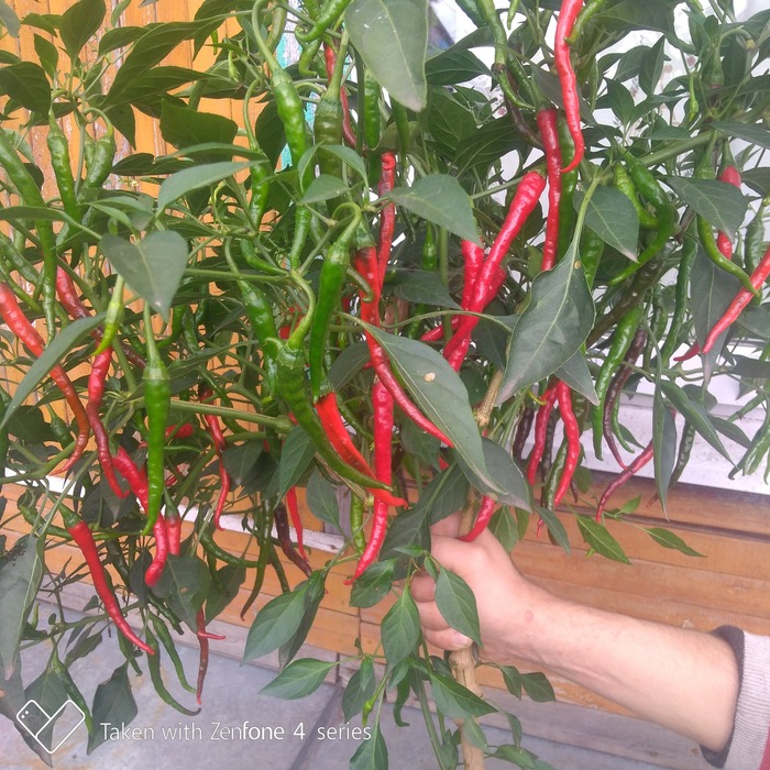 Говорите кабачки девать некуда? Перец, Огород, Дача, Жадность