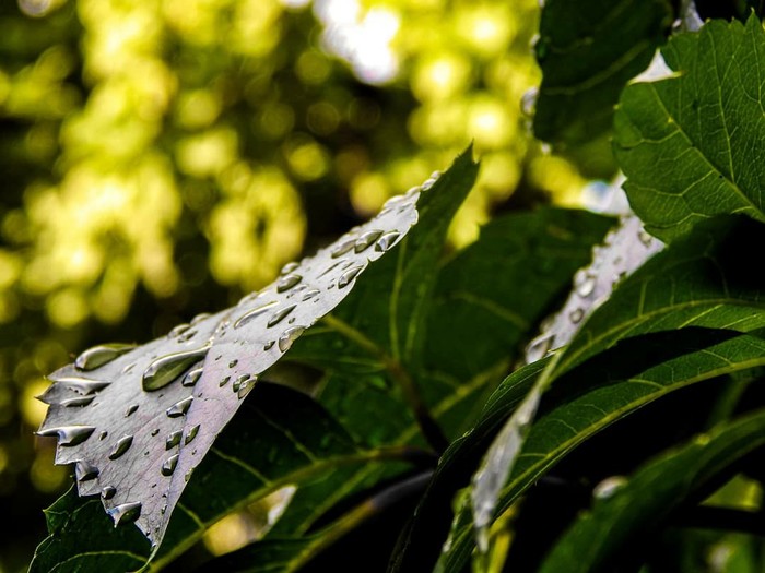 ����� �����.