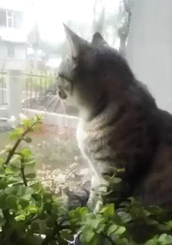Что выросло, то выросло. Кот, Котомафия, Домашние животные, Цветочный горшок, Комнатные растения, Гифка