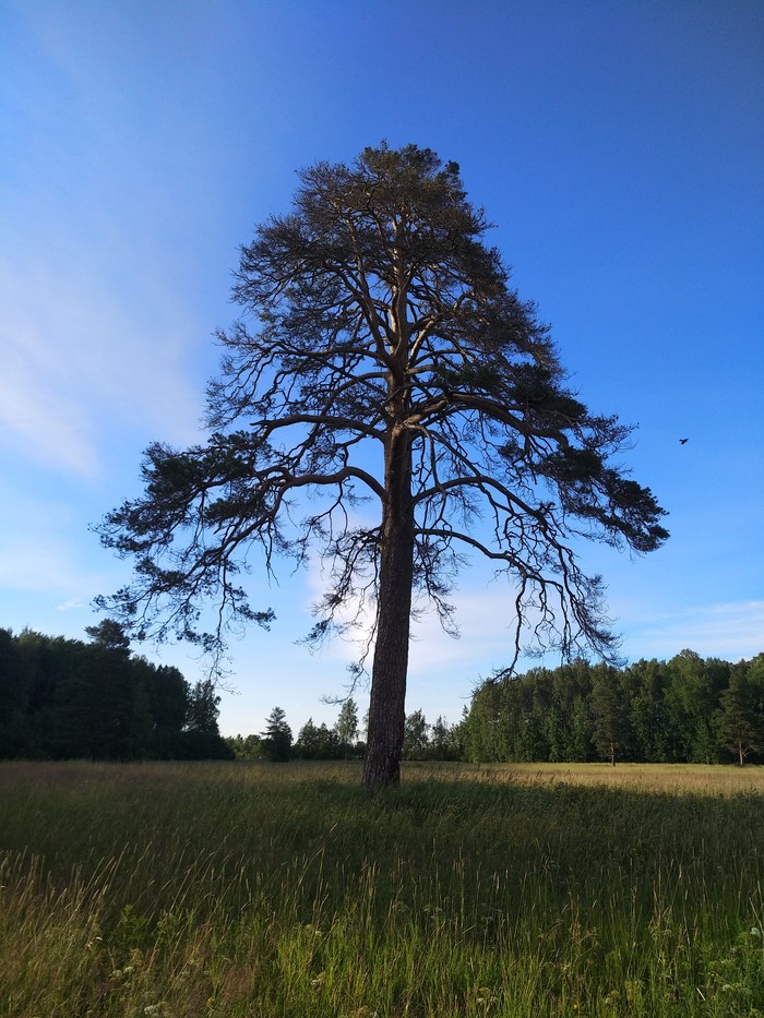 Дерево - Моё, Фотография, Дерево