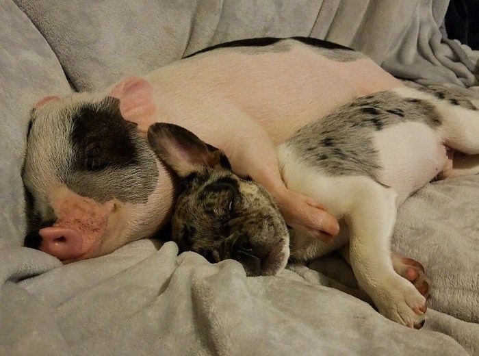 Friendship - Friends, Dog, Pig