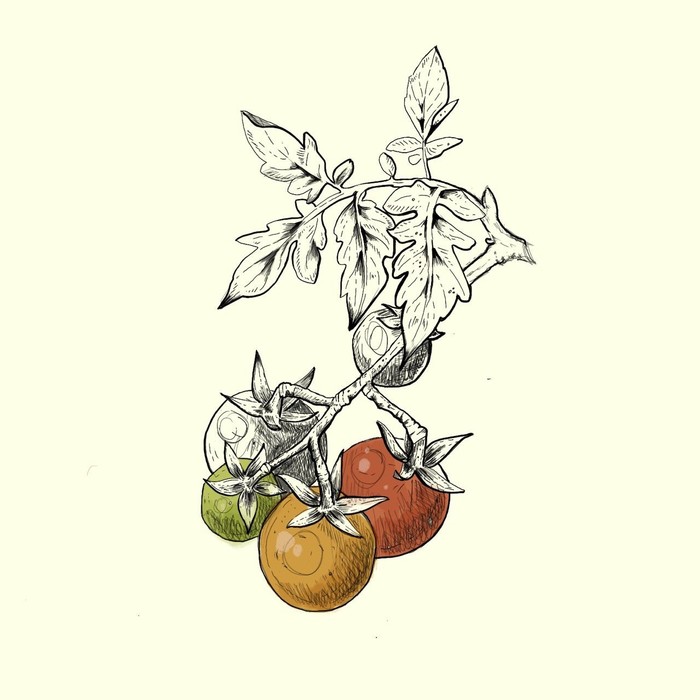 Sketch. Tomato. Procreate - My, Botany, Illustrations, Tattoo sketch, Sketch, Sketch, Procreate, Drawing on a tablet
