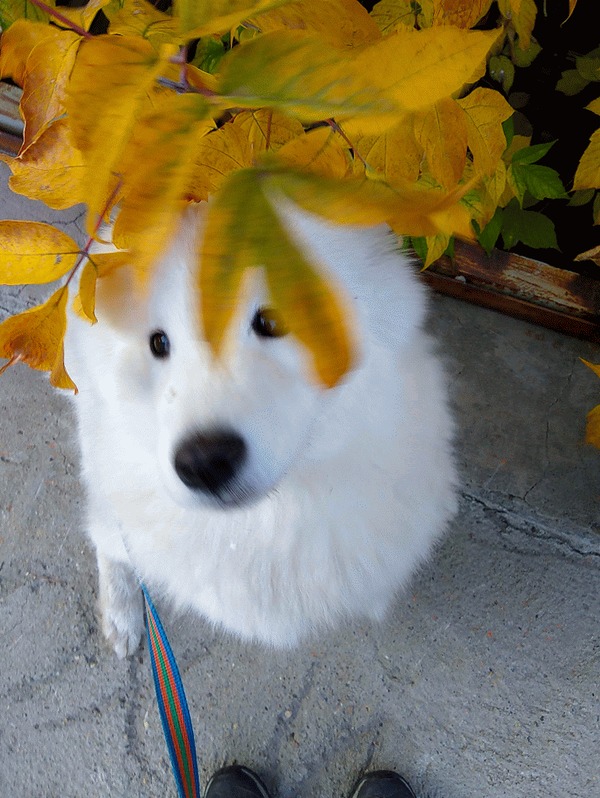 ,  !