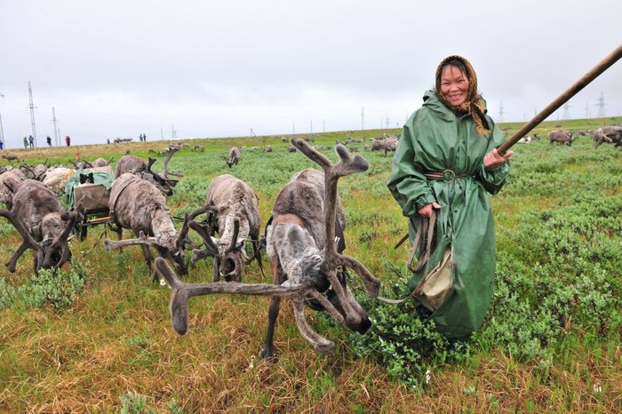 Reindeer migration: to the Kara Sea through the Bovanenkovskoye field - My, Yamal, Bovanenkovo, Tundra, Kara Sea, Video, Nenets, Indigenous peoples, Gazprom, Far North, Longpost