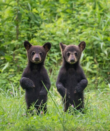 Ears on the crown - The photo, The Bears, Young