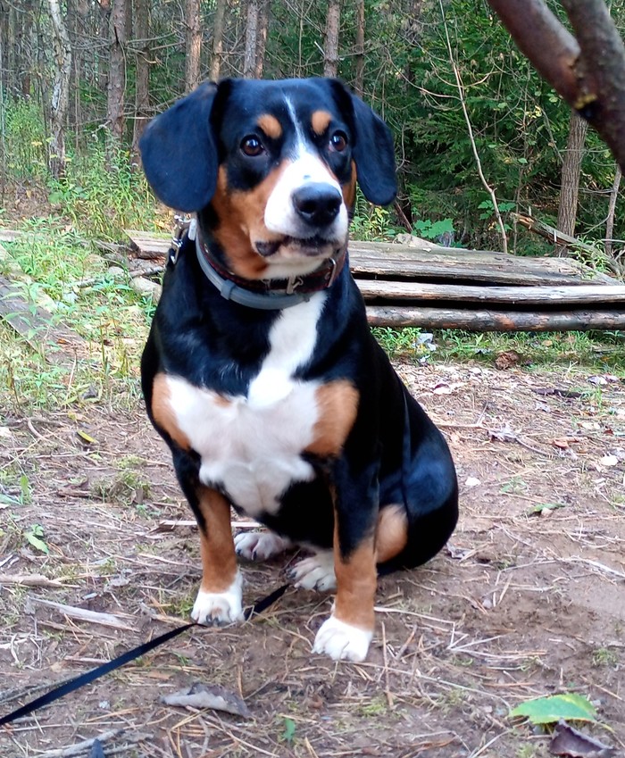 Entlebucher - My, Entlebucher, Senenhund, Sennenhund, Dog