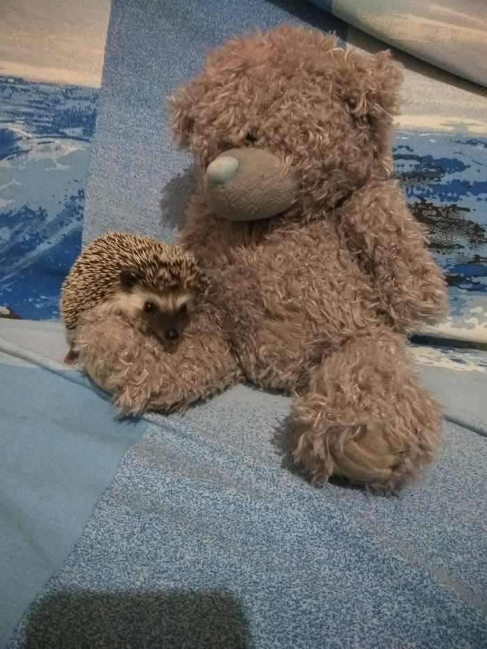 Well, having visited the festival of hedgehogs, we did not calm down. Meet Marshmallow, the hedgehog we have been thinking about for a long time))) and yet we decided. - Hedgehog, Longpost, Pets, My, African pygmy hedgehog, Hedgehog in the fog, Pet, Saint Petersburg