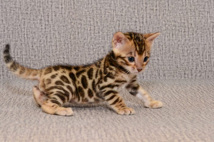 bengal kittens - My, Bengal cat, Kittens, Sale, Exclusive, Longpost